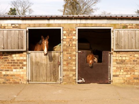 Catherston Stud and Livery Yard