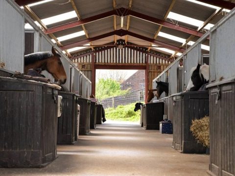 Acton Hall Equestrian Centre and Facility Hire