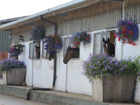 Catherston Stud and Livery Yard