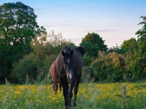 Gillian Anderson Equestrian Services -Stone Farm