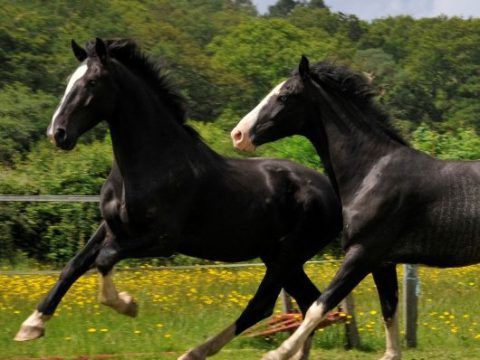 Trilogee Sports Horses