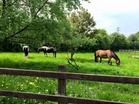 Horseshoe Meadow Buntingford