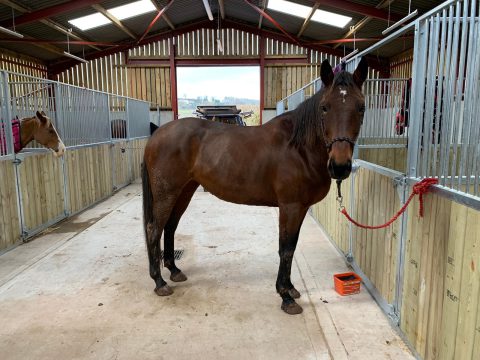Hebden Wood Equestrian – Luxury Livery in Harrogate