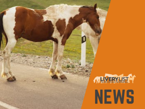 Major Ruling on Liability for Escaped Equines