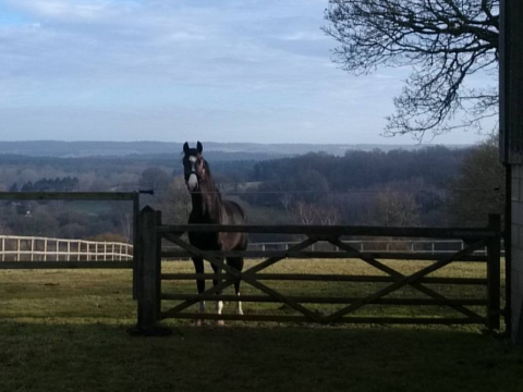Hebden Wood Equestrian – Luxury Livery in Harrogate