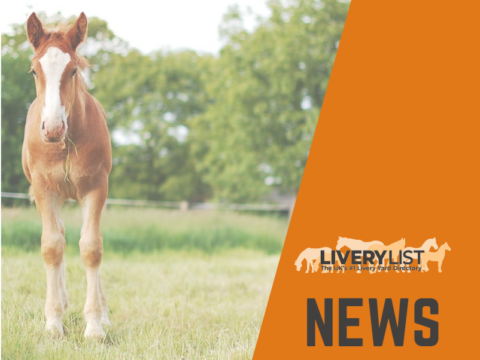 Have Input on the Future of Equine Passporting and Identification