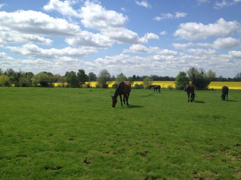 South Cambridgeshire Equestrian Centre