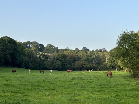 The Devon Home Of Horse Retirement