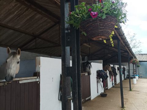 Top Barn Livery and Clinics
